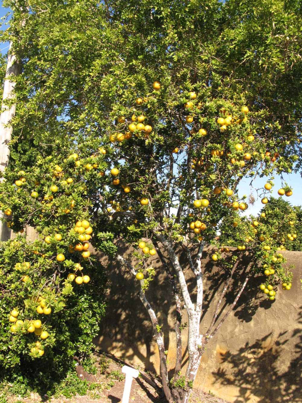              Habit (Winter Haven, FL)       